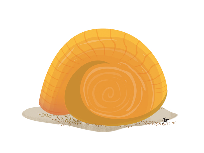 pixiepencil_jane_zimmermann_illustration_shell